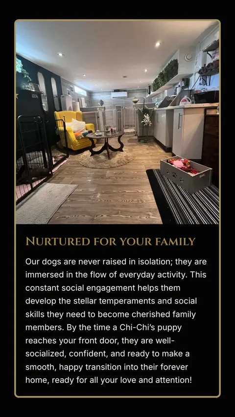 The Chi-Chi's Premier Pooches website on a phone